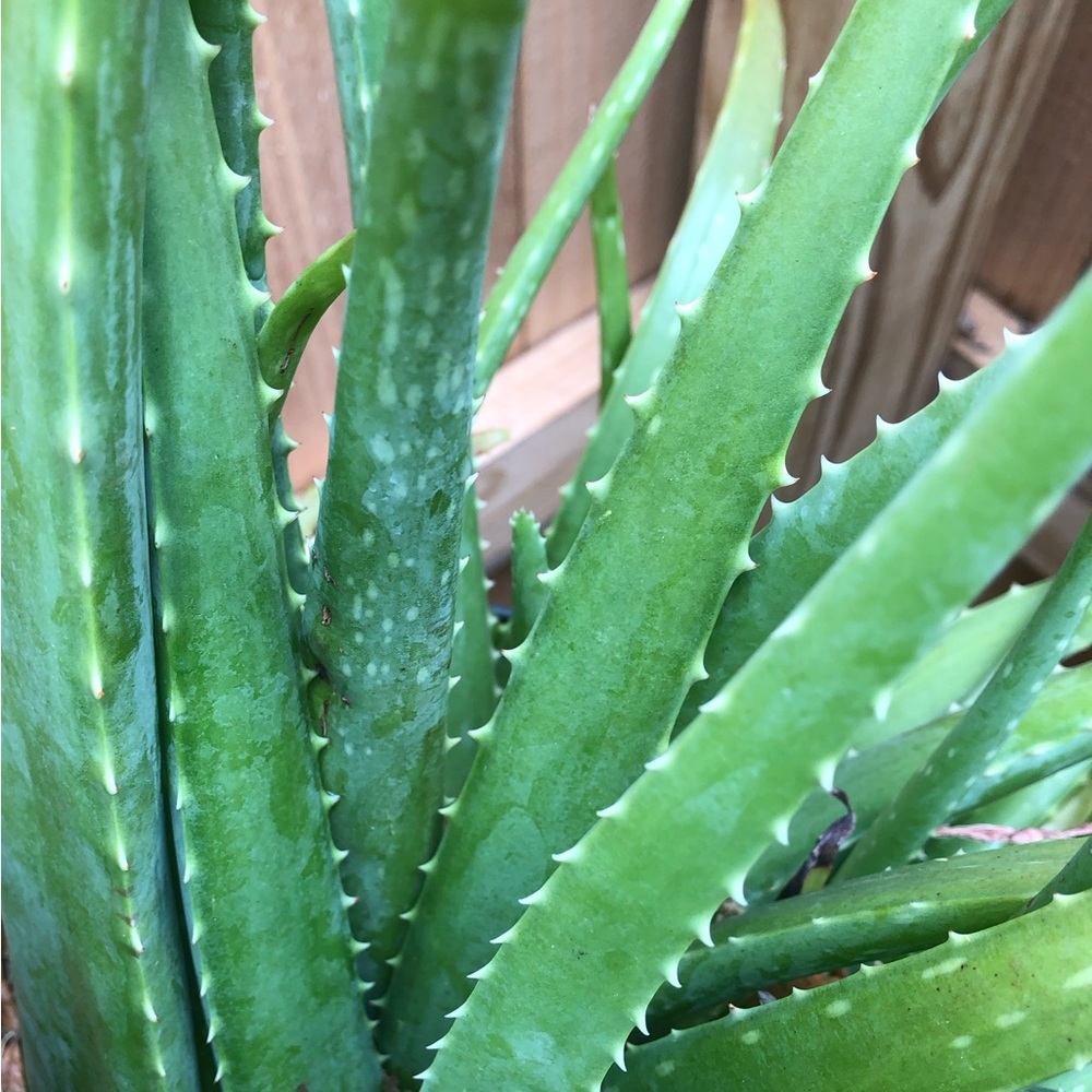 Aloe Vera- small- medium size